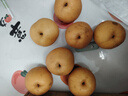 三萌果蔬正宗山东秋月梨 新鲜现摘莱阳冰糖梨子水果礼盒节日送礼 【精选级-中果】单果250-300g 5斤装【店长力荐-80%选择】净重4.5斤 实拍图