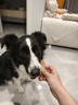 疯狂小狗宠物狗狗零食磨牙棒牛皮卷中大型幼犬成犬 大号甜甜圈80g*3 实拍图