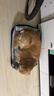 憨憨乐园 狗窝猫窝L号25斤内宠物房子狗狗泰迪垫子狗屋四季小狗窝床用品 实拍图