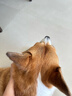 威尔逊馋嘴狗粮柯基犬专用狗粮中小型犬狗粮牛肉味天然粮 【经典款】混合鲜肉味 成犬10斤 实拍图