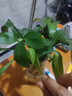 懒人水培绿植九里香绿萝文竹室内易养净化空气花卉盆栽植物花卉 鸭脚木1颗【不含盆】土培水培皆可10-15cm 实拍图