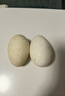 珍府客12枚新鲜鹅蛋农家散养鹅蛋孕妇宝宝滋补大个头生鲜京东包邮 2枚精选鹅蛋(单枚80-100g) 实拍图
