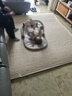 贝易宝宝爬行垫加厚婴幼儿爬爬垫XPE无甲酰胺整体垫-180*200*2.5-彩虹 实拍图