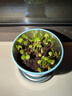 IAM City Farmer含羞草迷你盆栽 儿童diy种植小盆栽套装植物观察陪伴盆栽10026 实拍图