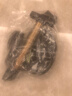 金武端自行车成人山地车公路赛车单车骑行变速超轻越野中学生初中青少年 顶配升级版-辐条轮-黑白色 26寸24速 实拍图