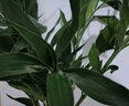 沭之美水培绿植富贵竹 富贵竹10支约70-80cm高+25高圆柱玻璃瓶源头直发 实拍图