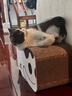 田田猫瓦楞纸猫抓板肥猫房子猫窝猫爬架猫别墅猫玩具磨爪耐磨猫用品 实拍图
