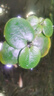 疯狂水草浮萍水草水上和鱼共养金鱼缸造景古法养鱼净化水质水芙蓉 圆心萍10颗 实拍图