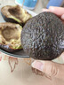 正宗进口秘鲁哈斯牛油果孕妇水果宝宝辅食进口鳄梨整箱批发价 1个装 单果重190-210克 实拍图