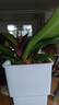蝴蝶兰盆栽带花剑四季开花客厅室内兰花大苗桌面无花苞花好养易活 【主图款】---【包开花】送营养液2包 带2支花剑 实拍图