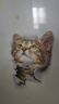 吉朵芸 3D立体视觉可爱小猫贴画卧室床头墙贴寝室宿舍随心帖衣柜冰箱贴装饰贴纸可移除墙纸墙纸壁画 奥西猫3只 实拍图