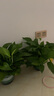 双盟绿萝盆栽除甲醛花卉绿植办公室新房净化空气180加仑4盆装源头直发 实拍图