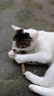 憨憨乐园猫零食木天蓼猫咪磨牙棒洁齿棒猫咬棒逗猫幼猫玩具幼猫自嗨棒5支 实拍图