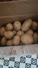 山东新鲜黄心土豆农家自种黄皮马铃薯黄心洋芋新鲜蔬菜 山东黄心大豆大果5斤 含箱 实拍图