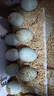 绿田逐农家散养新鲜鸭蛋30枚 散养生鸭蛋 净重4斤 源头直发 实拍图
