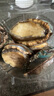 渔传播【保鲜不保活】鲜活鲍鱼 净重1斤 10-15只 海鲜贝类年货 源头直发 实拍图