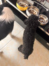 Orijen渴望狗粮 六种鱼 成犬幼犬全价鱼肉美毛进口犬粮6kg效期26/2 实拍图