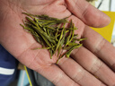 福茗源茶叶绿茶 安吉黄金芽奶白茶 浓香特级明前2025新茶叶礼盒送人250g 实拍图