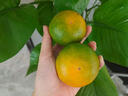 南步湖南洞口雪峰蜜桔 邵阳特产雪峰山宫川薄皮无核蜜橘子新鲜水果 精选5斤 中果 实拍图