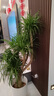 叹为观止大型植物发财树各种大颗盆栽开业乔迁客厅办公室内好养大型花卉 多头龙血树【1.5-1.7米】 含盆 实拍图