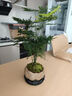幼薇文竹盆栽植物室内绿化四季迷你办公室绿植摆件桌面好养创意小盆景 文竹+莲花瓷盆+圆形底盘 带盆栽好 实拍图