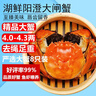 【活蟹】湖鲜阳澄大闸蟹全母4.5-4.8两8只去绳足重现货鲜活海鲜超大螃蟹送礼生鲜礼盒装 实拍图