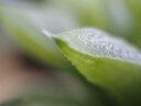 奥林巴斯（OLYMPUS）M.ZUIKO DIGITAL ED 30mm F3.5 Macro 微距镜头 微单镜头 等效60mm 实拍图