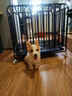 宠乐坊狗笼子加粗六面全方管家用带厕所金毛边牧拉布拉多专用室内狗笼子 亮黑六面全方管78*54*75CM含轮高度（30斤内适用） 实拍图