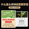 贡苑头采信阳毛尖特级250g 2025新茶明前绿茶高档茶叶礼盒装送长辈 实拍图