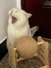 HELLOJOY逗猫咪玩具自嗨解闷猫抓板幼猫爪板小猫抓球耐抓不掉屑耐磨猫爬架 实拍图