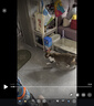 名创优品猫砂木薯猫砂除臭香味猫砂20斤次日达京东自营植物猫砂2.5斤*8包 实拍图