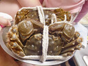 【活蟹】漁家师傅大闸蟹公5-5.3两母4-4.3两4对8只 去绳足重鲜活螃蟹现货生鲜礼盒 实拍图