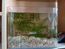 高清热弯浮法透明玻璃鱼缸客厅家用造景装饰生态中小型生态金鱼缸 热弯鱼缸-裸缸 长20*宽14*高16cm 实拍图