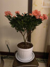 【莎之槿园艺】杜鹃花苗盆栽带花苞四季开花不断室内观花卉绿植植物老桩大棵好养 特大盆粉色杜鹃花+仿木桶盆+底托(带花苞发 含盆 实拍图