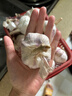 【营田半亩】蒜干蒜头蒜大蒜紫白皮大蒜当季蔬菜0.5-5斤 2斤带箱重【果径4.5-5cm】大果 实拍图