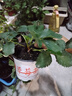 寿禾草莓苗带土发货大苗寿光大型苗场四季带盆栽好春夏季批发奶油秧苗 【组合3盆】香野章姬小白各1盆 实拍图