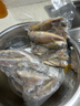 三都港 冷冻海捕小黄鱼700g 24-29条 黄花鱼 海鱼 生鲜鱼类 实拍图