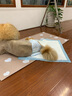 鲁希德狗狗纸尿裤尿不湿公狗纸尿裤生理裤狗尿片隔尿垫宠物生理裤XL码 实拍图