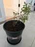 清韵伊人 月季花树苗爬藤当年开花月季花苗特大花盆栽地载庭院蔷薇 天荷繁星【不爬藤】 实拍图