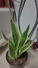 金边虎皮兰盆栽多肉植物水培好养绿植室内花卉客厅大型虎尾兰阳台 虎皮兰20-25cm高3棵【简易盆】 实拍图