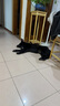 疯狂小狗中大型犬狗粮成幼犬10kg宠物金毛彩虹魔方鸭肉&三文鱼犬粮20斤 实拍图