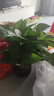 【绿萝盆栽】吸甲醛净化空气水培绿植物懒人花卉好养搬家礼物全 【1盆】绿萝+轻奢灰色繁星吸水盆 整体含盆高度20-25cm 实拍图