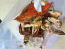 【冷冻】拾鲜生 梭子蟹鲜活冷冻特大螃蟹海蟹海鲜5斤 7-9两/只 25年新蟹 源头直发包邮 实拍图