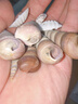 天然海螺贝壳鱼缸水族箱造景装饰工艺品收藏小礼物 天然贝壳海螺100g装【40个左右】 多种款式混装随机发货 实拍图