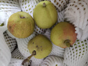 京鲜生新疆库尔勒香梨5斤装 全母梨 单果100-120g 源头直发 包邮 实拍图