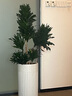 叹为观止 大型盆栽 单杆辫子发财树天堂鸟绿萝散尾葵办公室内开业乔迁礼品 五层幸福树1.8--2米【菱形盆】 含盆 实拍图