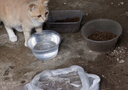 耀目猫粮成猫幼猫全阶段通用英短蓝猫深海鱼鱼肉猫食天然粮 【全阶段】通用猫粮20斤 实拍图