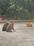 玫斯（metz）全价猫粮5kg营养鲜食海陆双拼成猫通用型猫咪主粮猫粮 实拍图