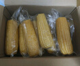 京鲜生甘肃水果玉米220g*8棒真空甜玉米棒低脂代餐免煮开袋即食源头直发 实拍图