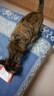 VETWISH唯特适宠物狗狗猫咪多维复合维生素B片营养七合一猫犬通用4g 实拍图